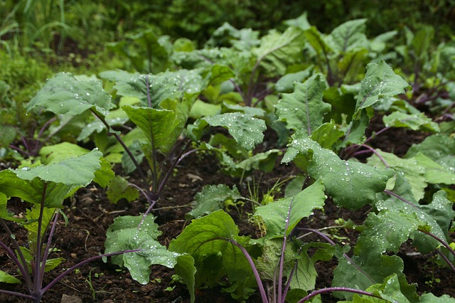 PLANT: Kale-Red Russian