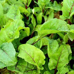 Beet Tops (bunch-yellow or red)