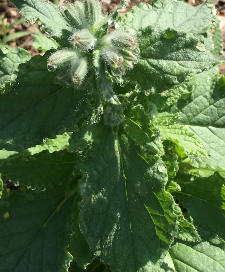 Borage Pasta