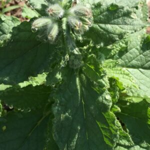 Herb-Borage (225g bag)