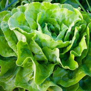 Lettuce-Mini Romaine