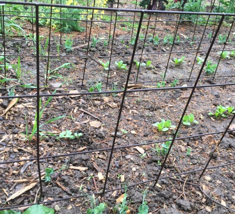 Trellising?