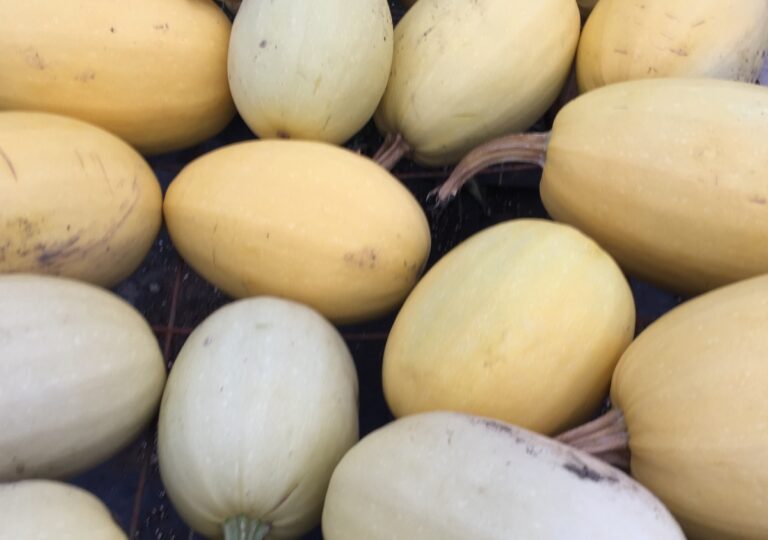 Spaghetti Squash
