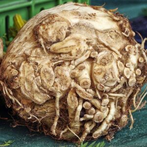Celery root (Elmira, conv)(ea)