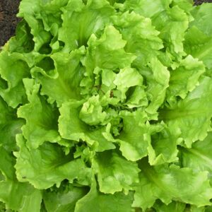 Green Endive