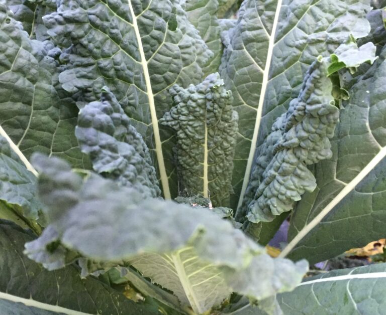 Image- Tuscano Kale