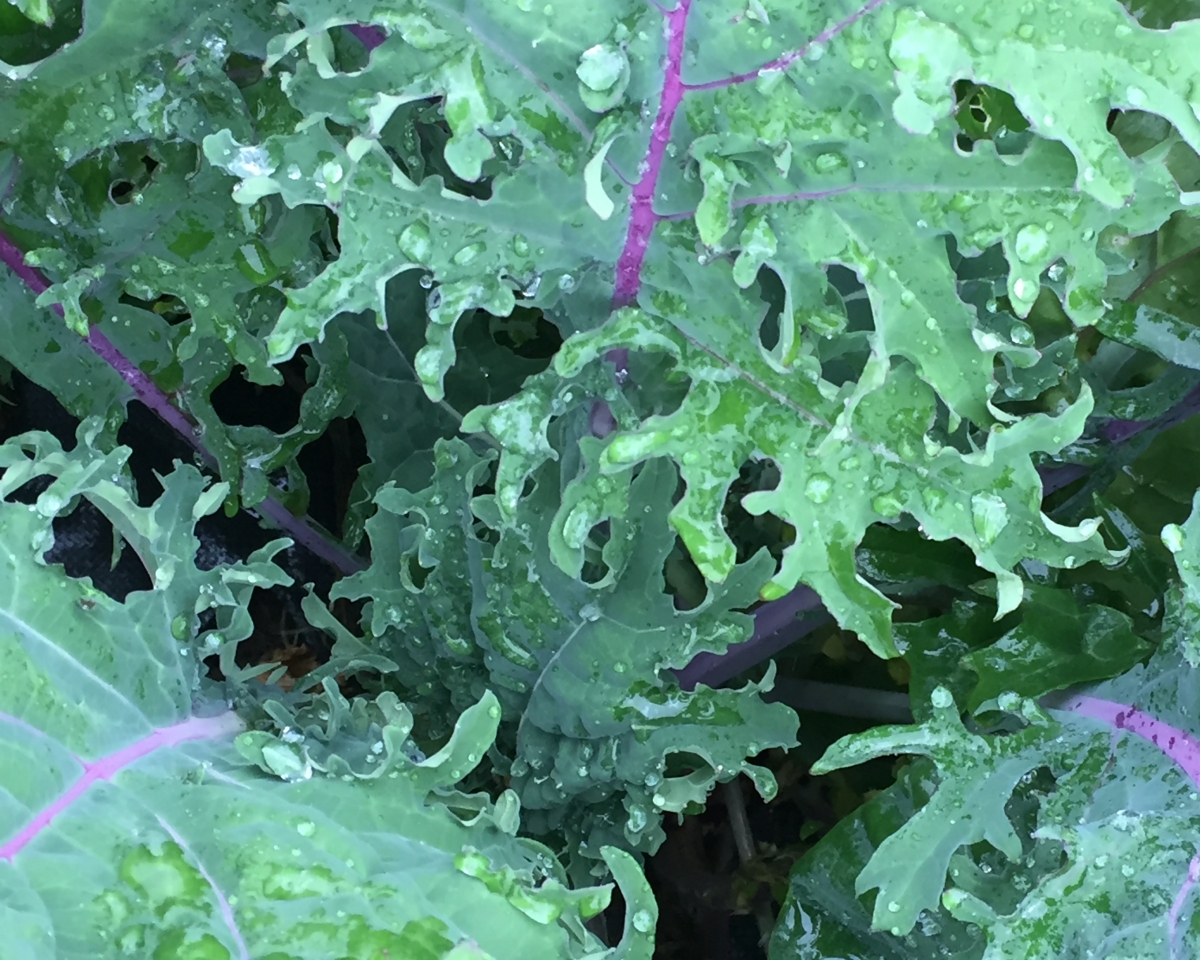 Image- Red Russian Kale