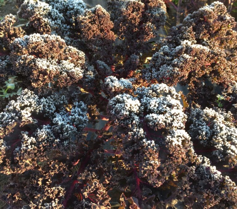 Image- Purple Curly Kale