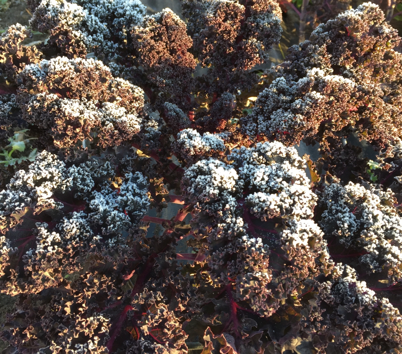 Image- Purple Curly Kale