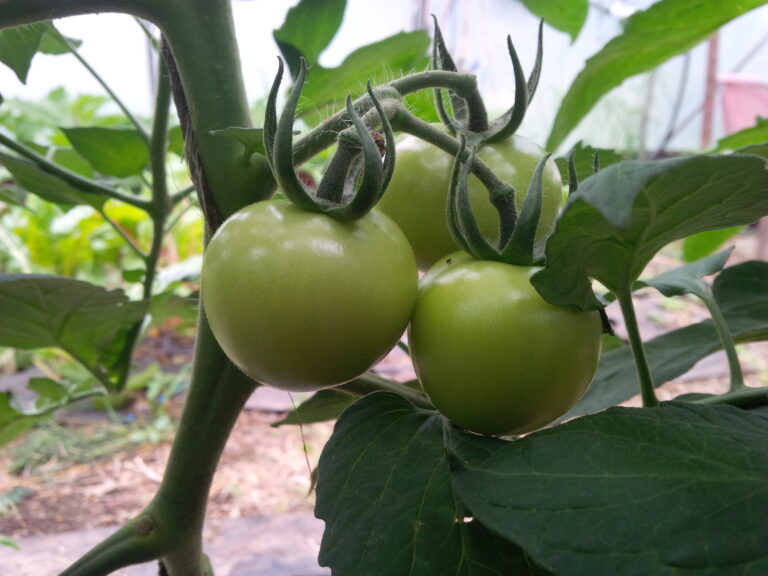 CSA’s In Waterloo Region