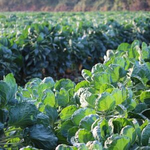Brussels Sprout LEAVES/TOPS (bunch)