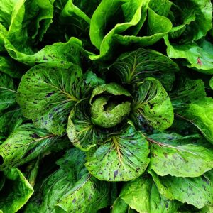 Small Radicchio (ea)